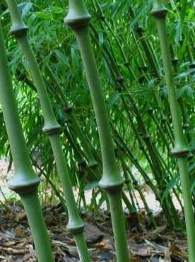 Walking Stick bamboo  Chimonobambusa tumidissinoda. I am so excited to be adding it to my collection. Big Bamboo, Bamboo Species, Bamboo Landscape, Bamboo Plant, Bamboo Architecture, Bamboo House, Bamboo Garden, Bamboo Crafts, Bamboo Tree