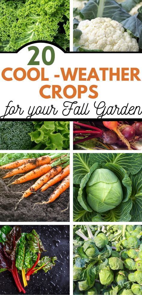 Fall gardens can be just as prolific as your summer garden, and there is an abundance of vegetables that grow well in your fall garden. These 20 cool-weather crops do exceedingly well for fall gardening, surviving and thriving as the temperatures dip lower. Many of these vegetables are frost-tolerant as well. Vegetable To Plant In Fall, What Veggies To Plant In Fall, Fall Harvest Vegetables, What To Plant In Winter Vegetable Garden, Fall Garden In Zone 9, Permaculture, Best Fall Garden Plants, Food To Plant In The Fall, Growing Vegetables In Sunroom