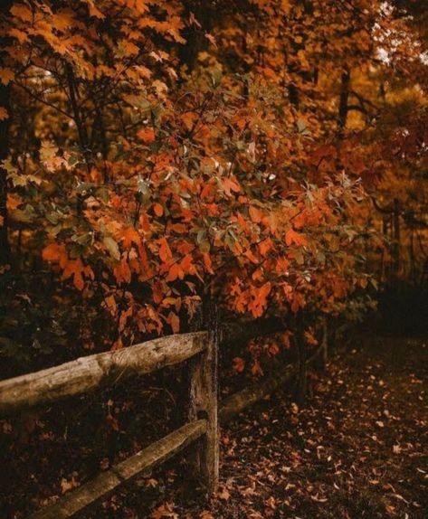 Autumn Soul, November babe | Happy Tuesday! Make it a great one y'all #iloveautumn #autumnismyfavorite #ilovefallmostofall #autumn #autumn2024 #autumnaesthetic… | Instagram Nature, October Country, Autumn Magic, Cozy Autumn, Autumn Scenery, Fall Time, Season Of The Witch, Theme Color, Fall Feels