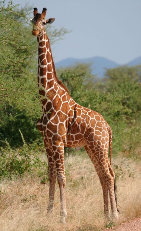 African Animals Photography, Giraffe Pictures, Regnul Animal, Wild Animals Photography, Wild Animals Pictures, Giraffe Art, Cute Giraffe, Baby Giraffe, African Animals