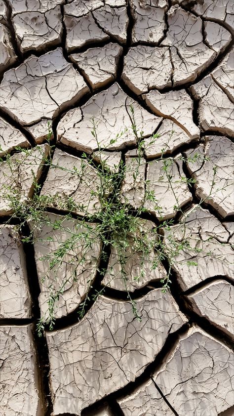 dried lake, a plant in the cracks photography cracked earth, lake images, high quality, hd when the earth dries up after a heavy rain. this photo is taken in the city of Quetta in Baluchistan, Pakistan. Quetta after rain Nature, Cracks Photography, Shadow Forest, Lake Images, Dry Earth, Cracked Earth, Nature Texture, After Rain, Water Resources