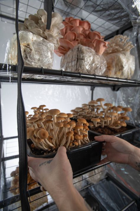 Permaculture, Growing Mushrooms Indoors, Mushroom Farming, Growing Mushrooms At Home, Mushroom Grow Kit, Mushroom Cultivation, Tent Set Up, Garden Mushrooms, Grow Tent