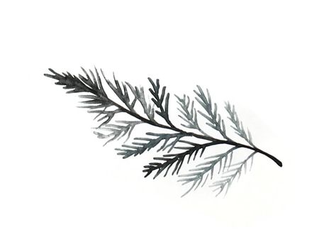 Evergreen Tattoo Meaning, Evergreen Leaf Tattoo, Cedar Sprig Tattoo, Pine Cone Line Drawing, Balsam Fir Tattoo, Evergreen Branch Tattoo, Aesthetic Nature Tattoos, Cedar Branch Tattoo, Biblical Botanical