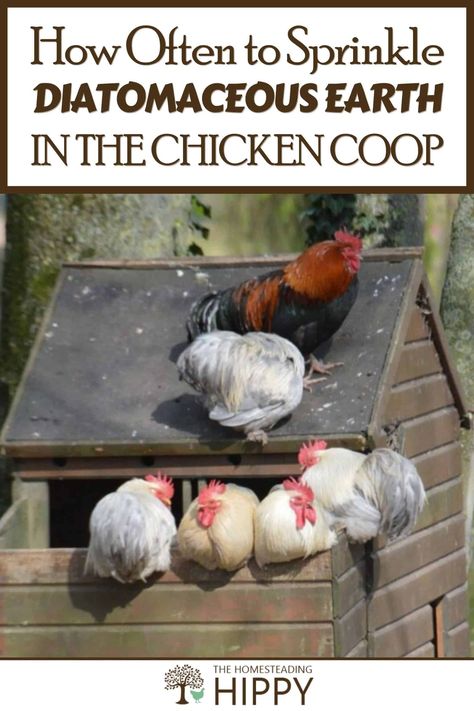 Chicken Coop Scoop, Chain Link Fence Chicken Coop, Small Yard Chicken Coop, Diatomaceous Earth For Chickens, What To Put In Chicken Coop, How To Keep Flies Away From Chicken Coop, Chicken Coops For Cold Climates, Pretty Chicken Coop Ideas, Chicken Shade Ideas