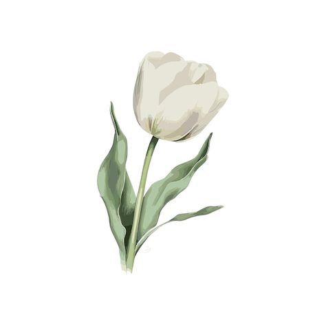 Vector single white tulip clipart waterc... | Premium Vector #Freepik #vector #red #nature #color #green Small White Widget, Tulip Drawing Aesthetic, White Tulip Aesthetic, White Tulips Painting, Tulipanes Aesthetic, Spain Scrapbook, Flowers With White Background, Flower White Background, Single Tulip