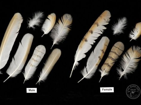 Sexing Barn Owls Feathers Kawaii, Barn Owls, Feather Identification, Owl Feathers, Owl Facts, Hawk Feathers, Werewolf Stories, Owl Wings, Owl Costume