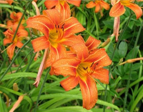 PRICES MAY VARY. Wild Daylily 10 Fans Root Systems Ditch Lily Orange Daylily Flowers Bareroots Zones 2-9 Easy to plant Wild Daylily 10 Fans Root Systems Ditch Lily Orange Daylily Flowers Bareroots Lawn Care, Lawn, Seeds, Ditch Lily, Orange Daylily, Wedding 2025, Root System, Bulb Flowers, Lily