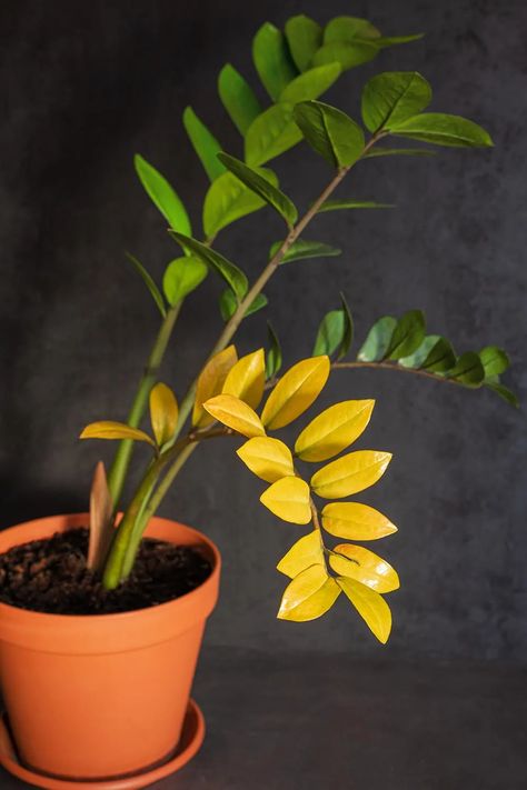 Lions Ear Plant, Care For Zz Plant, Zz Plant Care Yellow Leaves, How To Repot A Zz Plant, Yellowing Leaves On Plants, Propagate Zz Plant, Zz Plant Decor, Yellow Succulents, Zz Plant Propagation
