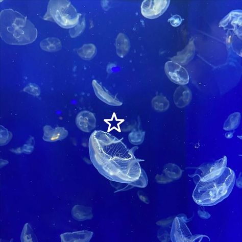 Jellyfish Blue Aesthetic, Aquarium Aesthetic Jellyfish, Fantasy Water Aesthetic, Ocean Creatures Aesthetic, Sealife Aesthetics, Aquarium Wallpaper Aesthetic, Aquariums Aesthetic, Aquarium Widget, Aquarian Aesthetic