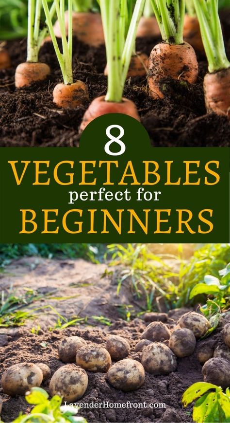 Easiest Vegetables To Grow, Growing Vegetables In Pots, Gemüseanbau In Kübeln, Vegetables To Grow, When To Plant Vegetables, Easy Vegetables To Grow, Small Vegetable Gardens, Garden Layout Vegetable, Vegetable Garden Planning