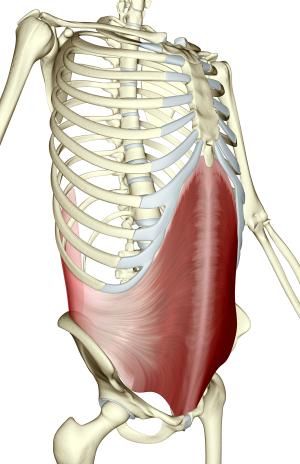 Your Deepest Ab - The Transverse: Diagram of a skeleton with the transverse abdominal muscle. Diastasis Exercises, Transverse Abdominal Exercises, Transverse Abdominis, Head Muscles, Transversus Abdominis, Core Strength Exercises, Core Strength Training, Muscle Abdominal, Yoga Anatomy