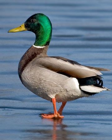 Mallard January 26, 2017. The Wilds. Cumberland, OH. Mallard Duck Photography, Male Duck, Duck Photography, Goose Hunting, Lake Lanier, Duck Pictures, Duck Bird, Duck Art, Mallard Duck