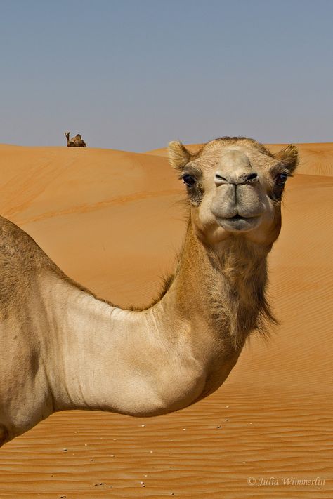 Camels Desert, Photo Animaliere, Desert Animals, Afrique Art, Wild Kingdom, In The Desert, Animal Planet, Nature Animals, 귀여운 동물