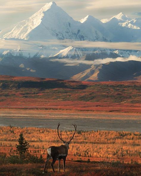 Nature, Alaska Wilderness Aesthetic, Wildlife Nature Photography, Yukon Aesthetic, Dnd Western, Alaska Activities, Alaskan Landscape, Wilderness Aesthetic, Alaska Aesthetic