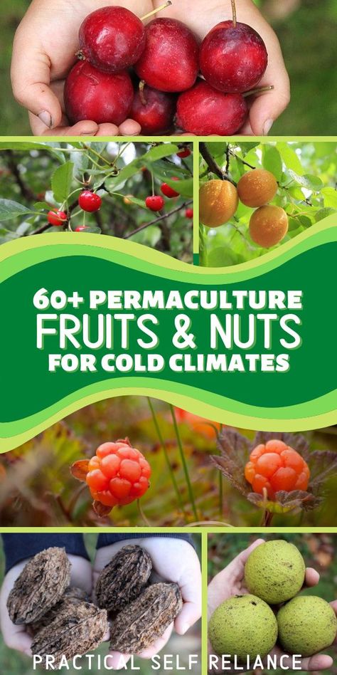 Permaculture Cold Climate, Permaculture, Cold Climate Garden, Cold Hardy Fruit Trees, Cold Climate Greenhouse, Winter Permaculture, Alaskan Gardening, Winter Gardening Ideas, Cold Climate Gardening