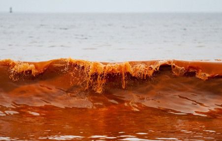 Orange Brown, Red Tide, Dnd Inspiration, Dead Fish, Gulf Coast Florida, Surface Water, Pink Salt, Natural Phenomena, Gulf Of Mexico