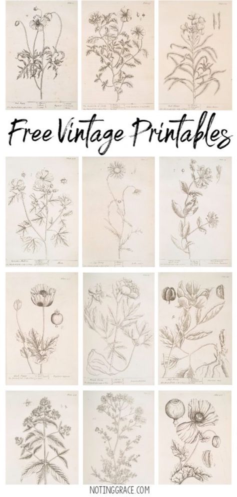 Do you love Vintage Drawings as much as I do? Today, I'm sharing how to get Free Vintage Printable Artwork for your home! Free Printable Wall Art Vintage Botanical Prints, Free Download Printables Wall Art Botanical Prints, Botanical Printables Free, Botanical Vintage Prints, Vintage Floral Pictures, Free Vintage Clip Art, Art Journal Printables Free, Free Vintage Portrait Printables, Free Vintage Flowers Printable