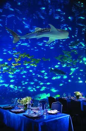 Under+The+Sea+Wedding+Theme | ... Wedding Buzz : Host Your Wedding Ceremony and Reception Under the Sea Sea Wedding Theme, Ocean Wedding Theme, Underwater Wedding, Prom 23, Aquarium Pictures, Aquarium Wedding, Prom Themes, Georgia Aquarium, Sea Wedding