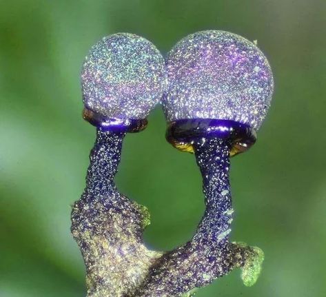 Nature, Amethyst Mushroom, Mushroom Foraging, Slime Mold, Slime Mould, Modern Magic, Mystical World, Mushroom Fungi, Green Fields