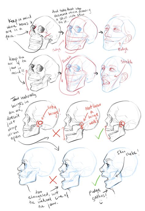 . Drawing Hair, Skull Anatomy, Head Anatomy, 얼굴 드로잉, Drawing Heads, Human Anatomy Drawing, Drawing Lesson, Head And Shoulders, Human Anatomy Art