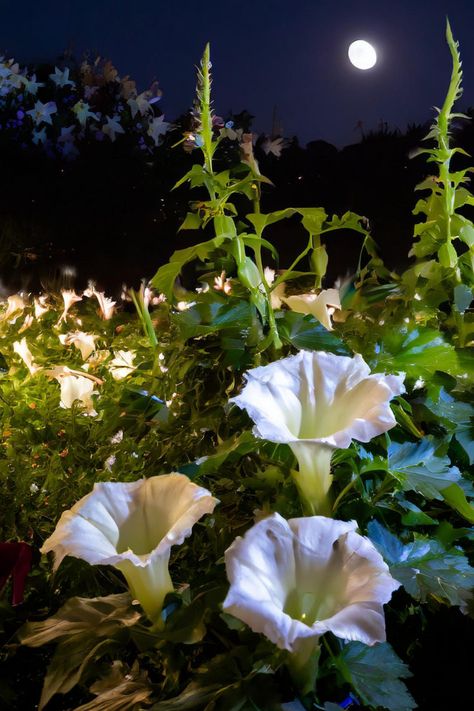 night blooming flowers Night Blooming Flowers, Enchanting Garden, Fairy Garden Plants, Growing Vines, Hillside Garden, Night Flowers, Dawn And Dusk, Dark Flowers, Moon Garden