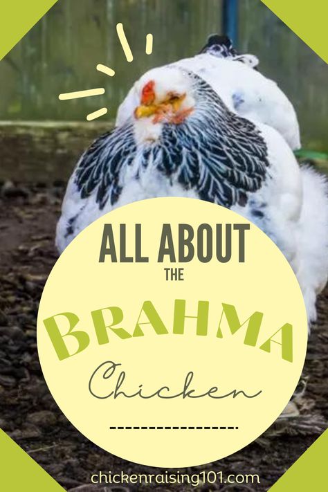 Immerse yourself in the world of Brahma Chickens with our Ultimate Know-It-All Guide. Discover key insights into their lifestyle, diet, and health requirements. Learn to raise these magnificent birds like a pro! Whether you're a novice poultry keeper or an seasoned farmer, this guide is brimming with practical tips and fascinating trivia! Dark Brahma Chicken, Buff Brahma Chicken, Brahma Chicken, Chicken Coloring, Chicken Breeds, Chicken House, Know It All, Farm Life, Like A Pro