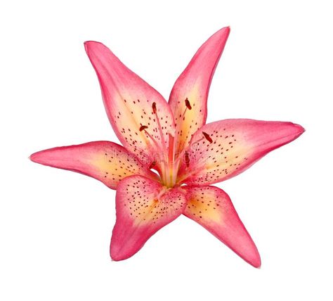 Single flower of a pink and yellow lily culivar isolated. Single bright pink and yellow flower of an Asiatic lily hybrid isolated against a white background royalty free stock photo Pink Flowers Widget, Rose Lily Flower, Pink And Yellow Widgets, Widgets Colorful, Pink Flower White Background, Flower No Background, Yellow And Pink Aesthetic, Yellow Pink Aesthetic, Flower With White Background