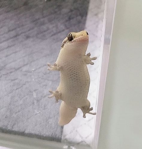 Cute Gecko, Cute Lizard, Cele Mai Drăguțe Animale, Cute Small Animals, Cute Reptiles, Funny Animal Photos, Pretty Animals, Haiwan Peliharaan, Cute Animals Images