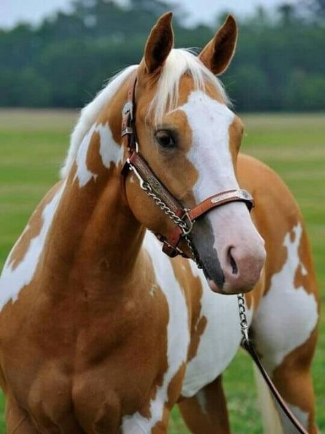 Things to know about American Paint Horse Cheval Pie, Cai Sălbatici, American Paint Horse, Rasy Koni, Paint Horse, American Paint, Majestic Horse, All The Pretty Horses, Horse Crazy