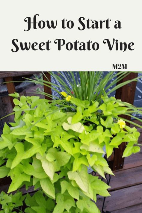 Sweet Potato Vines Planter, How To Start A Sweet Potato Vine, Potato Vines How To Grow, Diy Sweet Potato Vine How To Grow, How To Grow A Sweet Potato Vine, How To Grow Sweet Potato Vines, Sweet Potato Plant Vine How To Grow, Sweet Potato Vine Planter Ideas, Sweet Potato Vines How To Grow