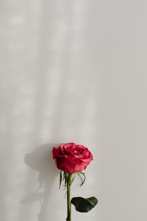 One Rose Aesthetic, Rose Background Wallpapers, Rose Images Beautiful, White Love Background, Red Love Background, White Red Aesthetic, Aesthetic Red And White, Rose Flowers Aesthetic, Embrace Drawing