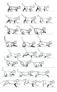 Cat walk cycle Drawing Faces, Cat Poses, Cat Walking, Cat Drawing Tutorial, Cat Anatomy, Reference Sheet, Cat Pose, Animation Tutorial, Animation Reference