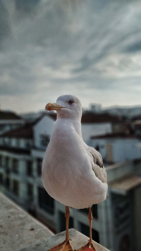 #seagull #bird #focus #photo #aesthetic Aesthetic Seagull, Seagulls Aesthetic, Seagull Aesthetic, Side Walk, Photo Aesthetic, Sea Birds, Reference Photos, Marmalade, Art Reference Photos