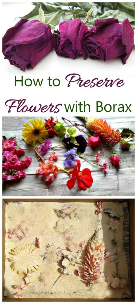 Drying And Preserving Flowers, How To Presevered Flower, Easy Dried Flower Arrangements, Drying Flowers With Salt, How Do You Preserve Flowers, Pressing Flowers In Microwave, How To Dry And Preserve Flowers, How Do You Dry Flowers, Modge Podge Dried Flowers