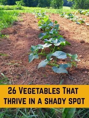 Shade Veggies, Shade Vegetables, Shady Garden, Shade Garden Plants, Vegetable Garden Planning, Grow Vegetables, Fall Garden Vegetables, Vegetable Garden Diy, Backyard Vegetable Gardens