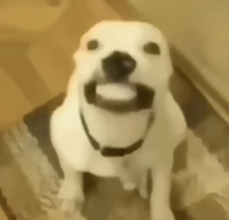 Smiling Dog Reaction Pic, Silly Dog Photos, Puppy Reaction Pic, Cursed Dog Pictures, Funny Dog Pfp, Dog Reaction Pictures, Dog Reaction Pic, Smiling Dog Meme, Silly Dog Pictures