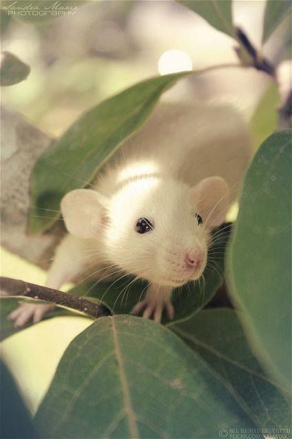 . Dumbo Rats, White Rat, Baby Dumbo, Dumbo Rat, White Mouse, Psy I Szczenięta, Windy Days, Cute Rats, 수채화 그림