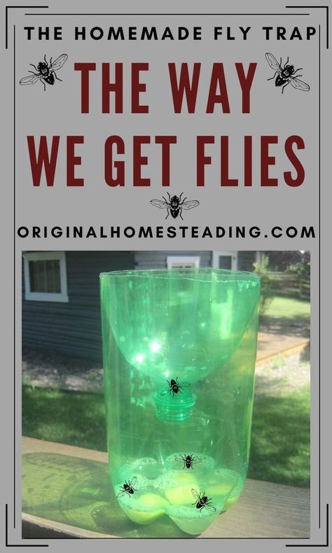 If you need a quick and easy way to catch buggy flies, then you must try this diy homemade outdoor fly trap! Simple instructions for a safe, non-chemical method to catch flies. This diy fly trap is made from a 2-liter bottle that can be reused over and over. Make several homemade fly traps diy for your garage, barn, patio, deck and porch. Easy to make and simple to clean. Just empty, add new bait and it is ready to go again and again! #OriginalHomesteading How To Make Fly Traps Homemade, How To Make A Fly Trap Diy, Diy Sticky Fly Trap, Fly Catcher Diy Outdoor, Fly Catcher Diy Indoor, Keeping Flies Out Of House, Kill Flies Outside, House Flies How To Get Rid, Fly Traps Homemade Diy Outdoor