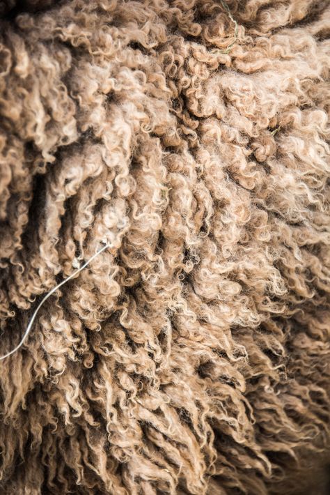 Sheep Farm Aesthetic, Sheep Aesthetic, Wool Aesthetic, Sheep Photography, Fur Aesthetic, Shearing Sheep, One Wild And Precious Life, Wild And Precious Life, Sheep Rug