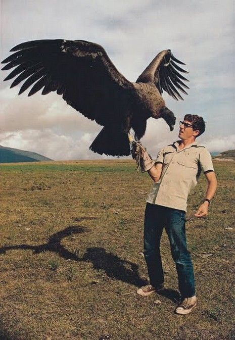 1970, national geographic society condor Andean Condor, California Condor, Question Authority, Cele Mai Drăguțe Animale, Big Bird, Pretty Birds, Birds Of Prey, Wild Birds, 귀여운 동물