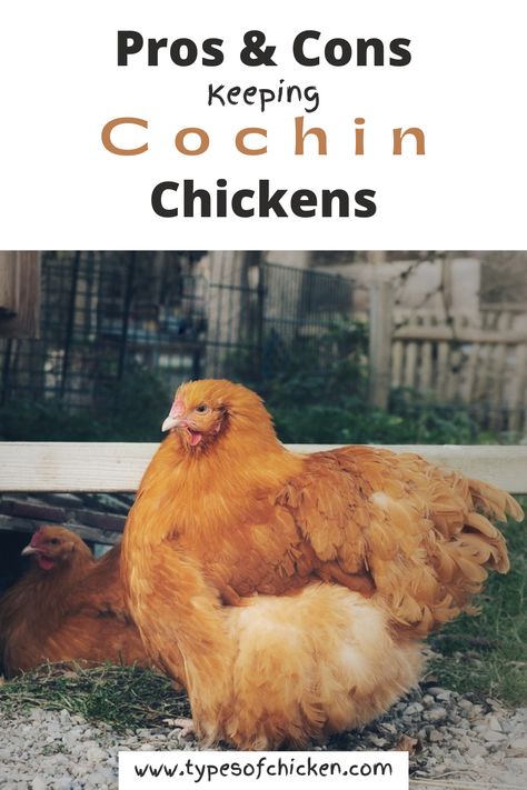 Cochin Chickens Cochin Chickens, Chicken Raising, Chickens In The Winter, Chicken Diet, Spoiled Pets, Food Simple, Types Of Chickens, Raising Goats, Silkie Chickens