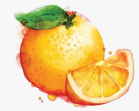 Fruit Watercolor, Vegetable Pictures, Watercolor Food, Watercolor Fruit, Loose Watercolor, Fruit Illustration, Seni Cat Air, 수채화 그림, Fruit Painting