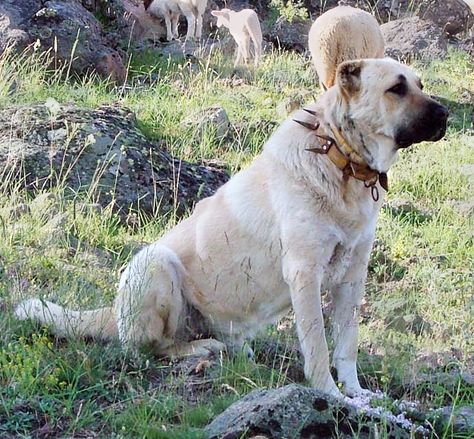 50 Powerful Names For Noble Female Guard Dogs Looking for a regal name for your female guard dog, but Princess seems a little tired and over used? Consider these noble names for your loyal guard dog that evoke protection and medieval majesty for your new defender of the family pack. Farm Dogs Breeds, Ras Anjing, Maremma Sheepdog, Kangal Dog, Female Dog Names, Anatolian Shepherd Dog, Livestock Guardian Dog, Livestock Guardian, Farm Dogs