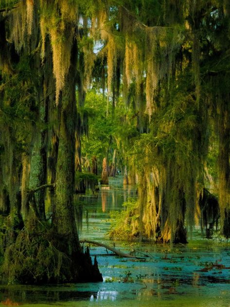 Phuket Island, Louisiana Swamp, Louisiana Bayou, Mangrove Swamp, Louisiana Art, Nature Scenery, Adventure Vacation, Fairy Queen, Fantasy Forest