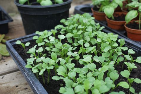 A long hot summer of salads, crisp from the garden.  Mix spicy rocket with other cut and come again salad leaves & its goodbye to supermarket salad.  Learn how to grow rocket here.   https://www.haxnicks.co.uk/blog/grow-at-home-rocket/?utm_content=bufferadf52&utm_medium=social&utm_source=pinterest.com&utm_campaign=buffer #allotment #gardening #TuesdayThoughts #plasticFreeJuly Rocket Recipes, Balsamic Vinegar Dressing, Rocket Leaves, Flea Beetles, Plastic Free July, Allotment Gardening, Salad Leaves, Tomato Vegetable, Gardening Advice