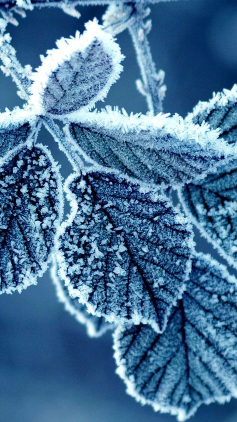 Iphone 6 Wallpaper Backgrounds, Winter Iphone, Winter Leaves, Cool Winter, Image Nature, Iphone 6 Wallpaper, Winter Background, Winter Images, Winter Nature