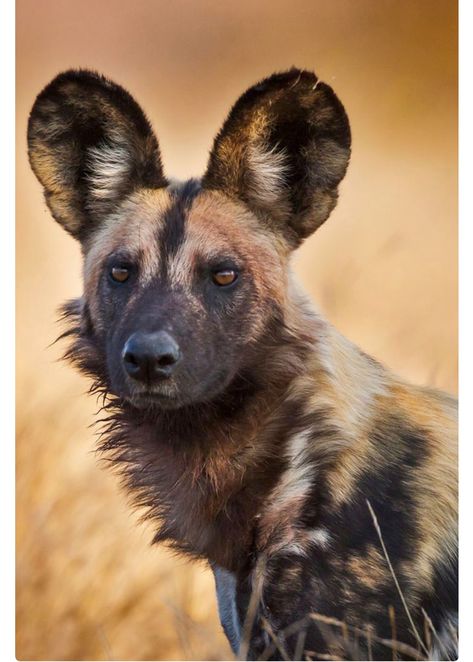 “Rikaon,” a wild African hunting dog, Kruger National Park, South Africa. The African wild dog (Lycaon pictus), also known as African hunting dog or painted wolf, is a canid native to sub-Saharan Africa. Listed as endangered. Wild Dog Painting, Wild Dog Photography, Painted Dogs African, Wild Dogs African, Hyena Reference Photo, African Wild Dog Photography, Wild Dogs Photography, Wild African Dog, African Wild Dog Therian