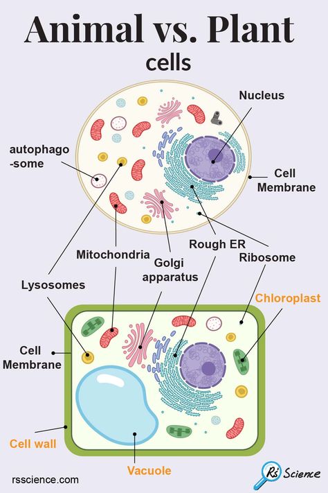 Plant cells and animal cells have many in common. They both have essential organelles including a nucleus, mitochondria, cell membrane, ribosomes, endoplasmic reticulum (ER), Golgi apparatus, lysosomes, peroxisomes, and cytoskeleton.

In addition to these common features, plant cells have three unique cellular structures or organelles that animal cells do not have – Cell wall, Vacuole, and Chloroplast. Plant And Animal Cells Project, Plants And Animals Cells, Structure Of Animal Cell, Plant Cells And Animal Cells, Biology Notes Animal And Plant Cells, Plant Cell And Animal Cell Diagram, Vacuole Plant Cell, Plant And Animal Cell Project, Cell Organelle Project