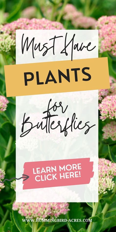 Turn your garden into a butterfly paradise by planting the perfect selection of plants! Make sure your butterfly garden is full of vibrant colors, nectar-rich flowers, and plenty of foliage. Start stocking up now and you’ll be enjoying butterflies fluttering around in no time! Click here to find out what plants are best for attracting butterflies. Plants For Butterflies And Hummingbirds, Plants For Butterflies, Butterfly Nectar, Magical Butterfly, Attracting Butterflies, Butterfly Garden Plants, Butterfly Gardens, Partial Shade Plants, Full Sun Plants