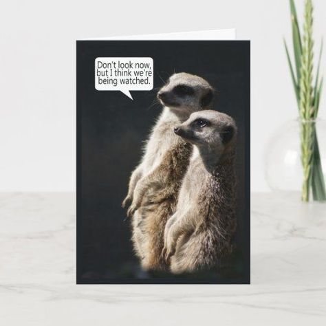 $3.87 | Fun Birthday Card With Meerkats - Humor #fun #birthday #card #with #meerkats #humor #funny #meerkat #happy #celebration #forall Wedding Colours, Fun Birthday Card, Humor Funny, Custom Greeting Cards, Funny Birthday Cards, Birthday Fun, Birthday Humor, Wedding Color Schemes, Birthday Card